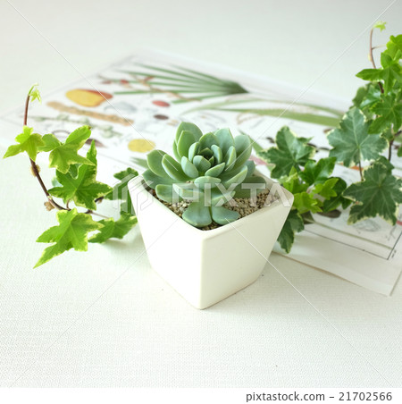 Succulent plants 21702566