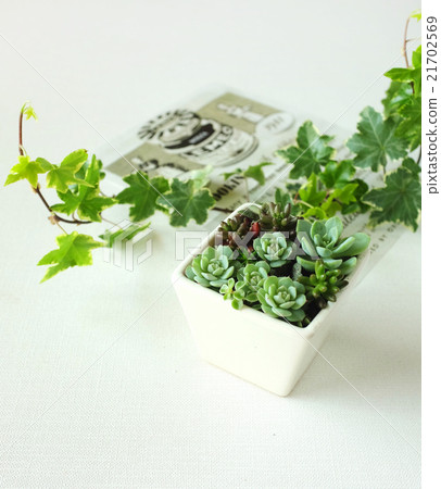 Planting succulent plants Planting succulent plants 21702569