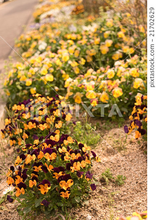 Mixed organic colorful pansy viola flowers 21702629