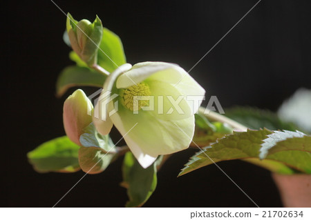 Christmas rose 2 21702634
