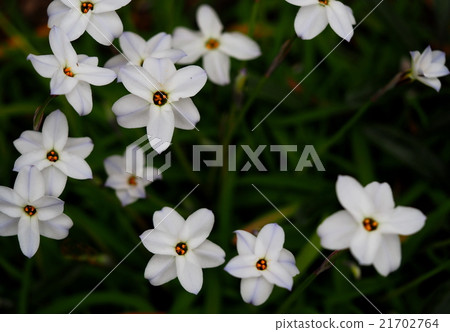 Hananilla Hananilla 21702764
