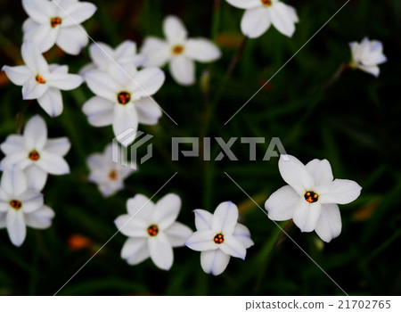 IPHEION蘆 IPHEION蘆 21702765