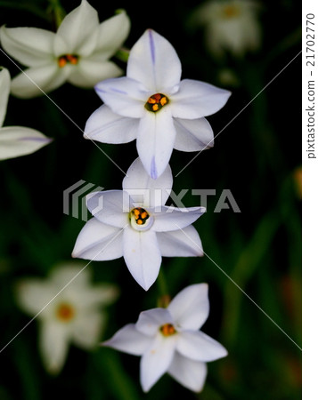 Hananilla Hananilla 21702770