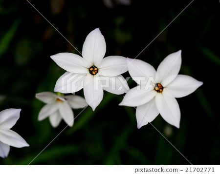 Hananilla Hananilla 21702771