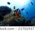 沖繩主島，大猩猩剁海葵魚 21702937