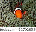 Ishigakijima，小丑魚 21702938