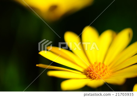 朱利葉斯黛西 21703935