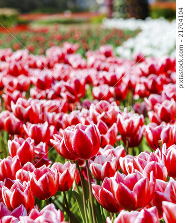 Tulip flower sea 21704104