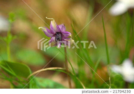 Mt. Takao, Yakuin Mt. Takao, Yakuin 21704230
