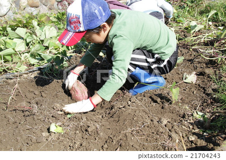 Sweet potato squirting Sweet potato squirting 21704243