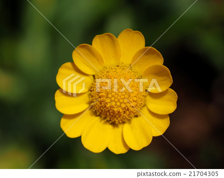 Chrisansemmu Mulchicore Chrisansemmu Mulchicore 21704305