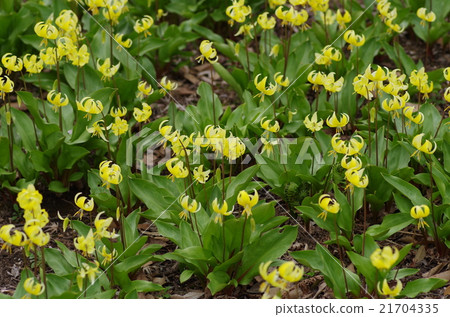Yellow flowers Yellow flowers 21704335