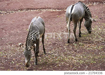 Grey Zebra Grey Zebra 21704336