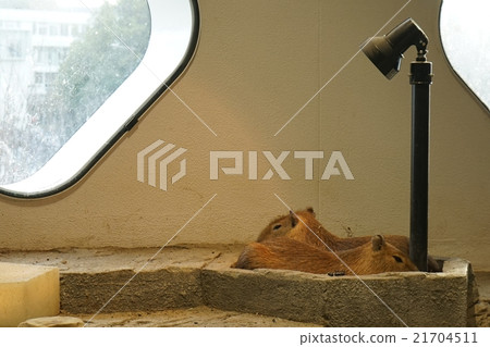 Capybara 21704511