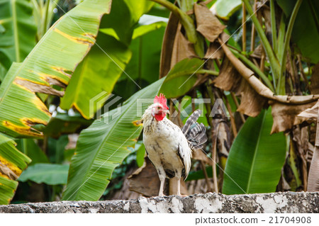 White chicken 21704908