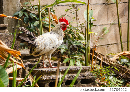 White chicken 21704922