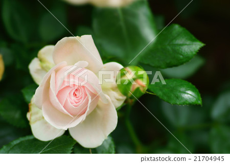 Rose Rose 21704945