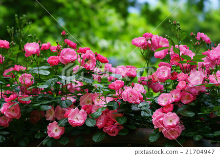 Rose   21704947