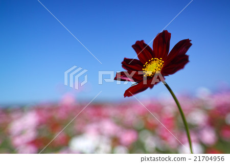 Cosmos Cosmos 21704956