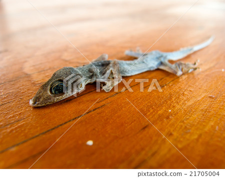 Dried House lizard Dried House lizard 21705004