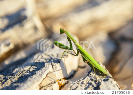 Praying Mantis on rocks 21705086