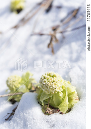 Snow and blossoms 21705438