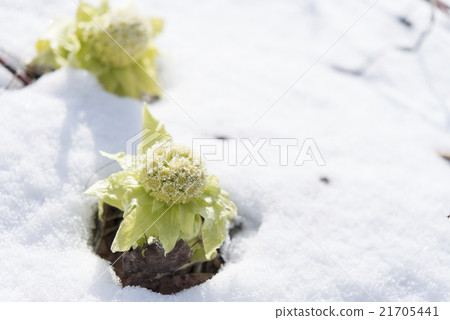 雪和花 21705441