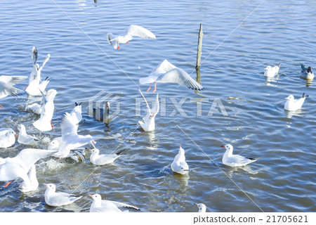 Seagull duckweed water bird duck Seagull duckweed water bird duck 21705621