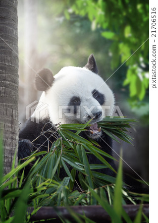 panda panda 21706516