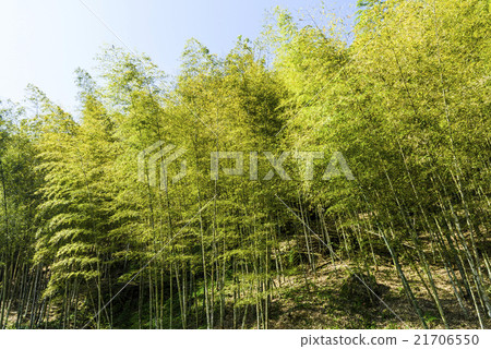 Bamboo grove 21706550