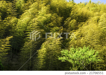  Bamboo grove 21706551