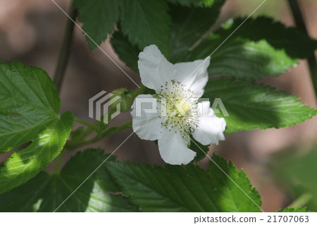 Blackfin tuna 21707063