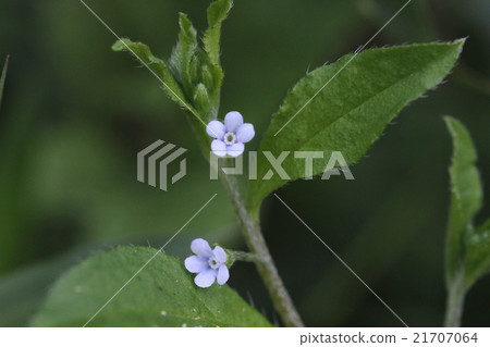 Hana ya bana Hana ya bana 21707064