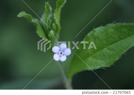 Hana ya bana 21707065