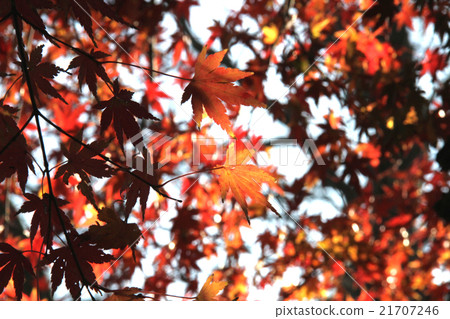 Autumn leaves Autumn leaves 21707246