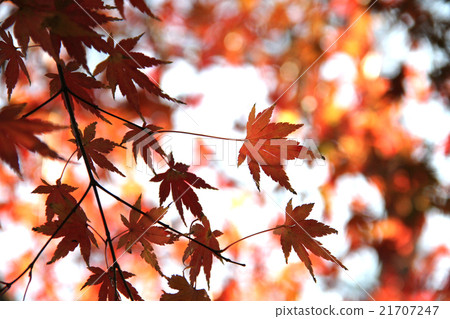 Autumn leaves 21707247