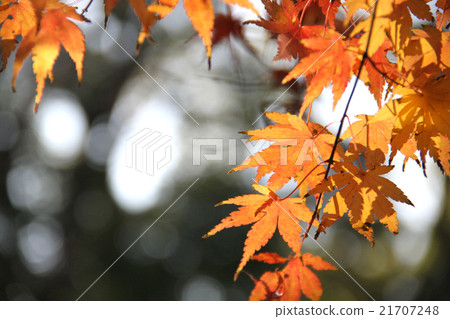 Autumn leaves Autumn leaves 21707248