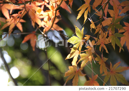 Autumn leaves 21707290