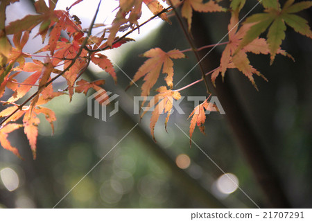 Autumn leaves Autumn leaves 21707291