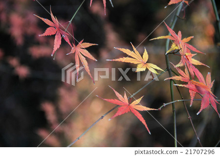 Autumn leaves Autumn leaves 21707296