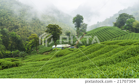 Green tea garden Green tea garden 21707304