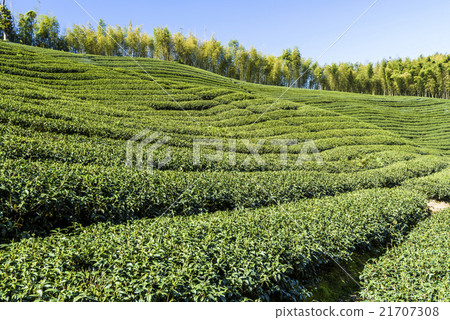 Green tea garden Green tea garden 21707308