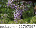 紫藤 21707397