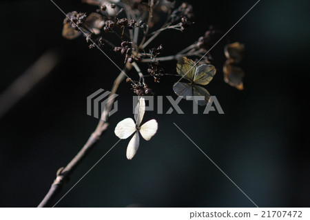 Hydrangea in winter dead 21707472