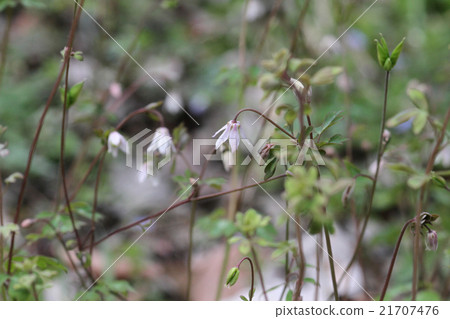 Himezu 21707476