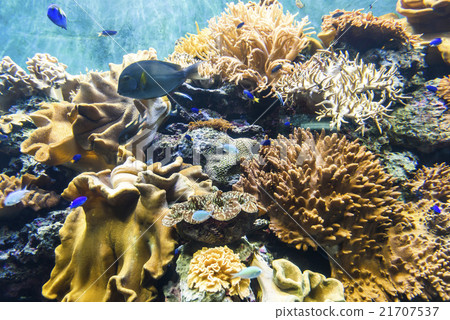 Undersea creatures in the aquarium Undersea creatures in the aquarium 21707537