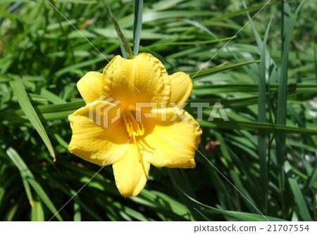 Brilliant yellow hemocalis 21707554