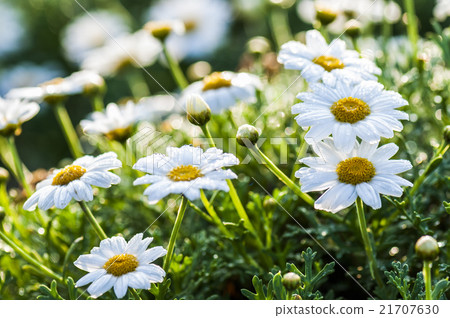 雛菊的特寫 21707630