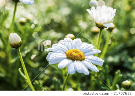 雛菊的特寫 21707632