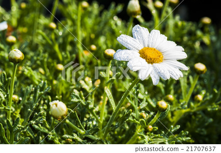 Closeup of daisies Closeup of daisies 21707637